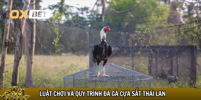Đá gà cựa sắt Thái Lan: nghệ thuật thượng đỉnh của những trận đấu kịch tính Luật chơi và quy trình đá gà cựa sắt Thái Lan