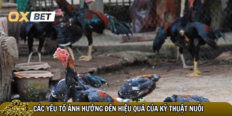 Kỹ thuật nuôi gà chọi chiến: bí quyết chiến thắng đỉnh cao Các yếu tố ảnh hưởng đến hiệu quả của kỹ thuật nuôi gà