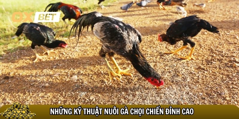 Kỹ thuật nuôi gà chọi chiến: bí quyết chiến thắng đỉnh cao Những kỹ thuật nuôi gà chọi chiến đỉnh cao