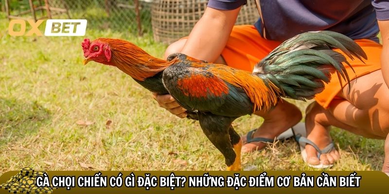 Kỹ thuật nuôi gà chọi chiến: bí quyết chiến thắng đỉnh cao Gà chọi chiến có gì đặc biệt